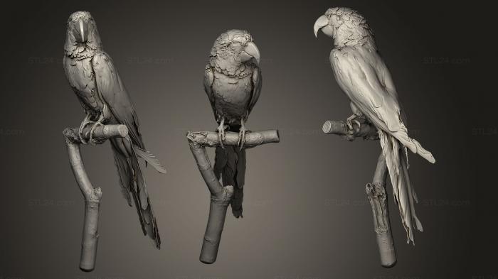 Bird figurines (Cuban Macaw, STKB_0091) 3D models for cnc